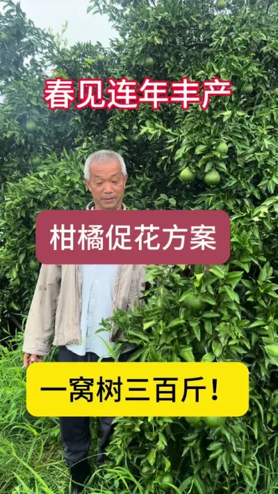 怎样预防春见大小年让春见连年丰产？促花很关键！#三农 #柑橘 #果园管理