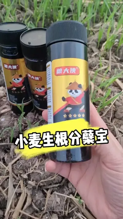 小麦生根分蘖宝认准粮大侠 #小麦种植 #小麦管理 #小麦种植管理技术 #农资肥料 #三农种植