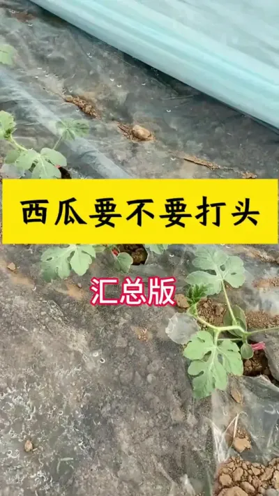 #西瓜种植 #西瓜种植技术 #种西瓜#西瓜打头 #西瓜管理