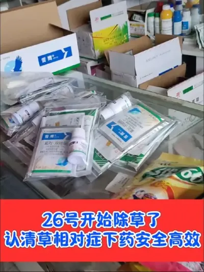 麦田除草即将全面开始，先田间检查苗情和杂草，对症下药安全除草#农资肥料 #小麦 #三农种植 #除草剂 #农业