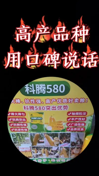 好产品靠口碑，科腾580，客户回购，直夸和图片上长一模一样😘👍👍👍#农资肥料 #三农种植 #玉米 #高产玉米种子 #玉米种植