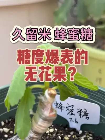 久留米蜂蜜糖无花果，最高糖度？入手一棵嫁接小苗，期待一下糖度表现。#久留米蜂蜜糖 #久留米无花果