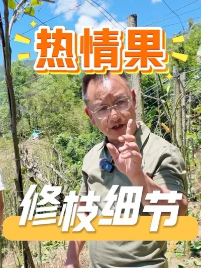 热情果老苗修枝之后如何进行养护？#农资肥料 #农业种植 #农资化肥 #种植小技巧 #热情果