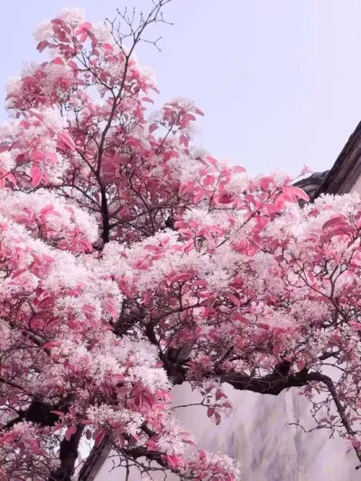 &ldquo;凤尾蝶落在你眉睫&rdquo;