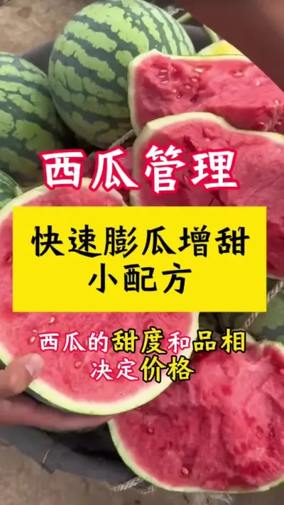#西瓜种植 #种西瓜#大棚西瓜#西瓜增甜 #西瓜种植技术