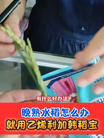 晚熟水稻用乙烯利加韩稻宝 加速灌浆，促进早熟，减少空壳青壳稻#水稻种植 #水稻 #农资肥料 #农资店 #农业种植