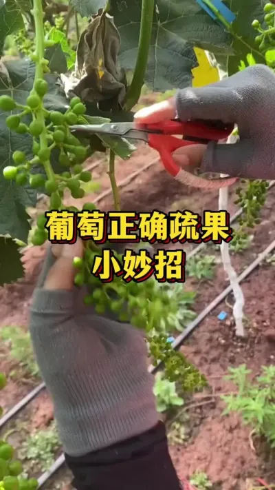 葡萄正确疏果，小妙招#优质农产品 #农业种植 #葡萄种植