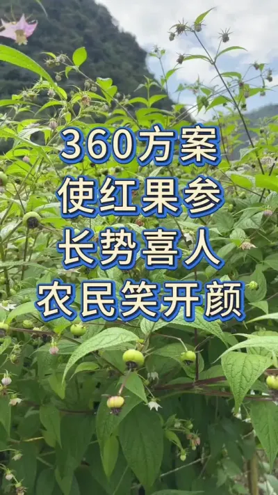 360方案，使红果参长势喜人，农民笑开颜#农业 #三农种植 #助农 #种植 #服务三农