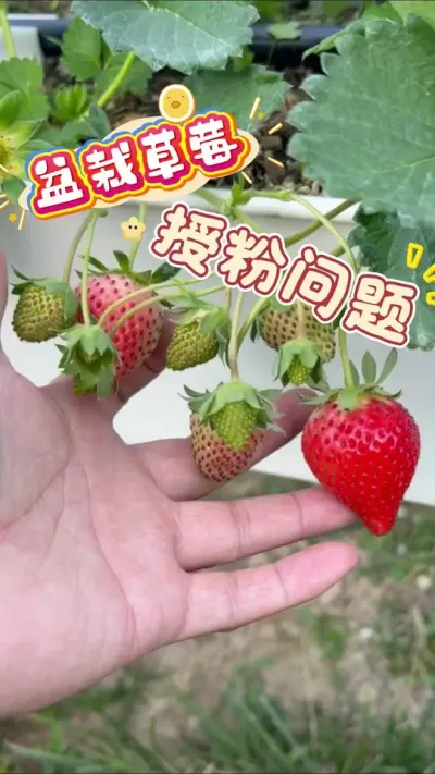 阳台种植盆栽草莓的授粉问题#盆栽草莓 #阳台种植 #楼顶果园 #草莓授粉