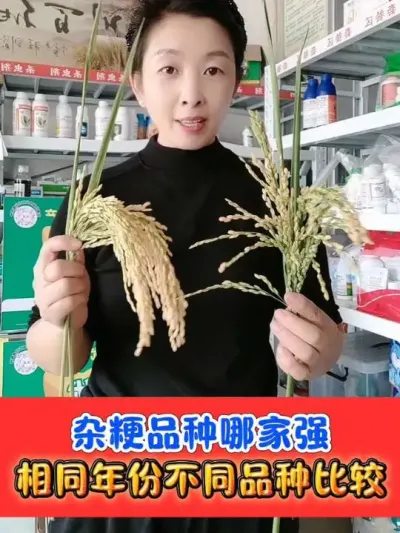 气候异常不同水稻品种表现差异大 优选抗高温，抗倒伏，结实率高的杂粳水稻品种#水稻 #水稻品种 #水稻种植 #吴平农资