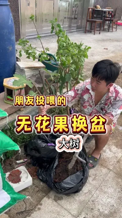在接受朋友投喂的道路上越走越远&hellip;&hellip;无花果大树换盆#果树盆栽 #盆栽无花果#无花果#换盆 #贝子的盆栽小果园