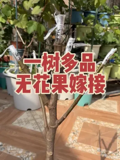 看直播淘了根多叉的裸根无花果苗，刚好用来玩嫁接，打造一树多品无花果。#一树多品无花果 #无花果嫁接 #久留米