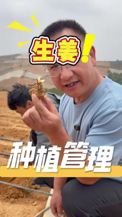 种植生姜小技巧，您都知道哪一些？欢迎评论区留言交流#种植小技巧#生姜#农业技术推广#三农