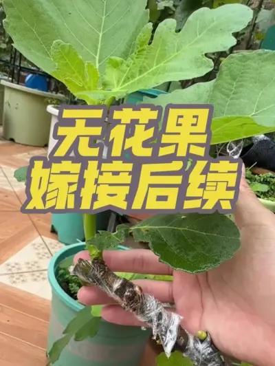 新手学嫁接后续，上次用来练习嫁接的无花果，目前有几个成功呢？#打造一树多品无花果#盆栽无花果#嫁接