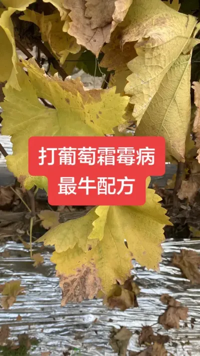 打葡萄霜霉病最牛配方#葡萄霜霉病#葡萄种植#葡萄病害