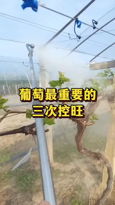 葡萄最重要的，三次控旺#农业种植 #三农 #优质农产品