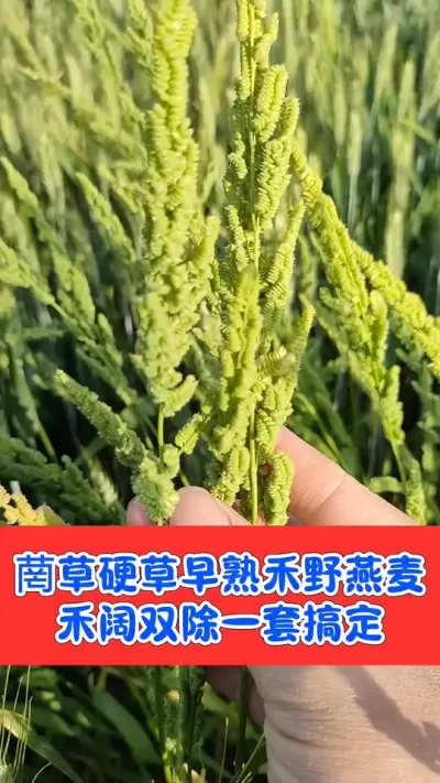 菵草硬草阔叶草一套都搞定#小麦 #农资肥料 #三农种植 #除草剂 #小麦除草剂