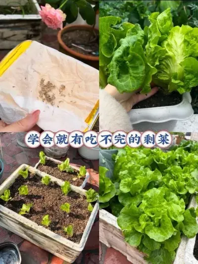 难怪别人种每次都出苗又快又齐！🥬阳台又有吃不完的生菜喽！#阳台种菜 #种植小技巧 #生菜种植 #育苗 #秋播