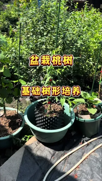 盆栽桃树的树形培养，小苗要怎么修剪呢？#果树盆栽 #台农水蜜桃 #家庭种植 #种植小技巧 #贝子的盆栽小果园