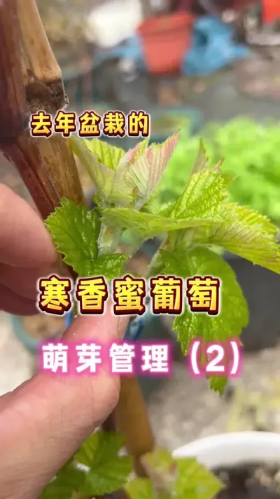 去年盆栽的寒香蜜萌芽管理2#楼顶果园 #盆栽果树 #葡萄 #春天 #家庭种植