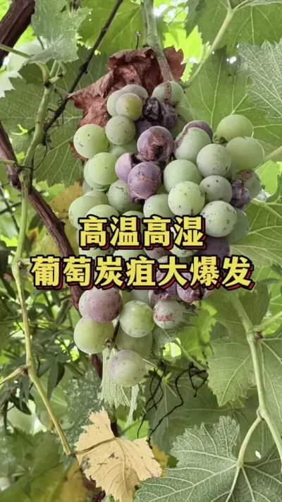 高温高湿，葡萄炭疽大爆发#优质农产品 #果树种植 #葡萄种植