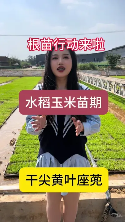 你的苗苗是否遇到干尖黄叶座蔸的问题！水稻、玉米苗期管理科学安全用药大讲堂！今晚7点锁定直播间！我在直播间等你！#根苗行动#四川国光#服务三农支持三农