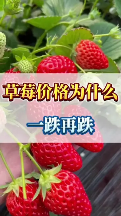 草莓价格为什么，一跌再跌#草莓育苗 #草莓种植 #优质农产品