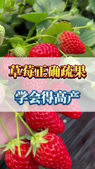 草莓正确疏果，学会得高产#草莓种苗 #三农 #草莓苗育苗基地