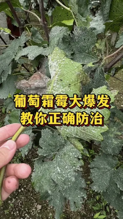 葡萄霜霉大爆发，教你正确防治#三农 #种植技术