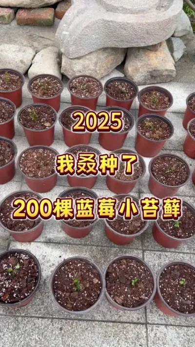 种蓝莓了 2025年的200个苔藓定植，又要开始种小苔藓了，一起来玩吧！#盆栽果树 #蓝莓 #蓝莓苔藓苗 #大数据把我推给爱吃蓝莓的人 #内容启发搜索