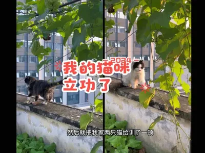 这就是我妈也阻挡不了我养猫的理由之一！它们不仅能陪伴也能看家#阳台种菜 #爱生活爱养花 #日常vlog #这猫有点子技术在身上 #猫咪小院的日常