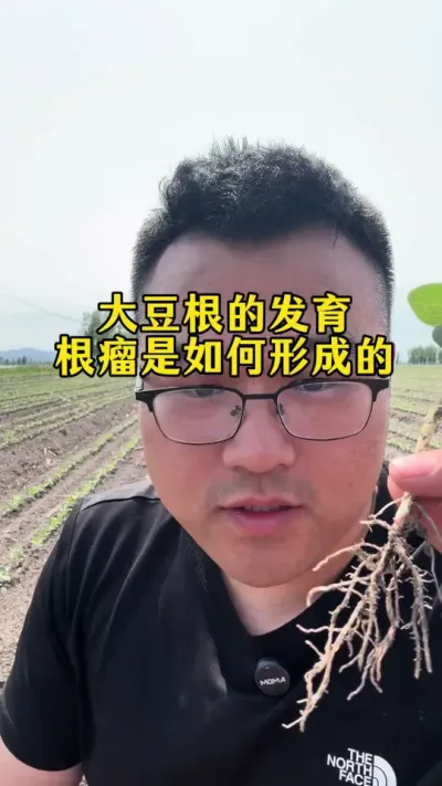 大豆根瘤是如何形成的？ 大豆根系的发育及根瘤是如何形成的#大豆根瘤菌 #大豆根瘤