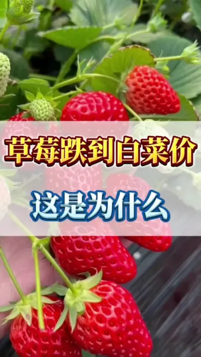 草莓跌到白菜价，这是为什么#草莓🍓采摘 #草莓育苗 #草莓采摘基地