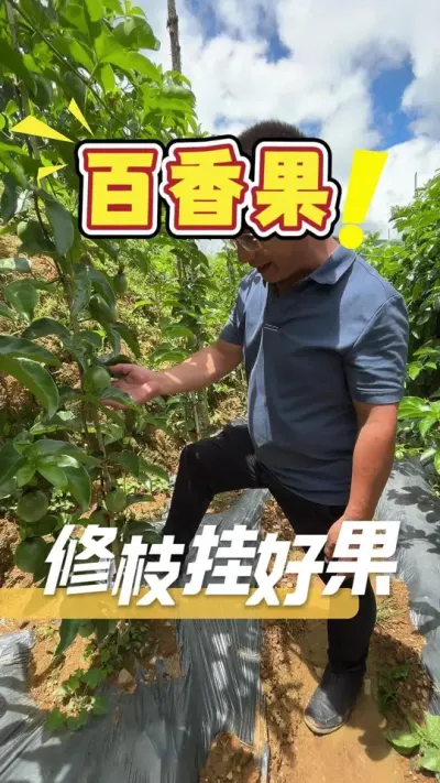 百香果要会正确修枝，挂出来的主干果才能又大又好。#百香果#农业技术推广#修枝剪#农业种植