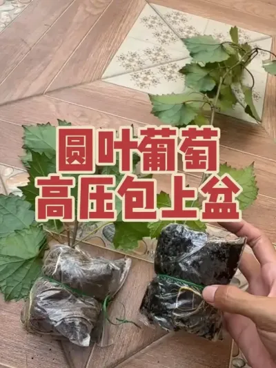 圆叶葡萄高压包上盆假植。假植容器以及配土的选择。最近育苗架子有点满，种植交流群抽奖送一些吧。#盆栽圆叶葡萄 #葡萄高压 #葡萄育苗