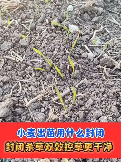 小麦发芽出苗用什么封闭除草剂 #小麦种植 #小麦封闭除草剂 #农资肥料