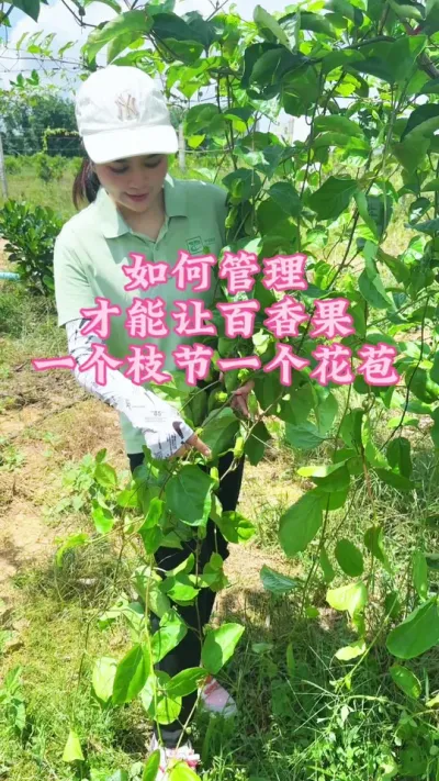 百香果如何管理才能做到一个枝节一个花苞，一个视频告诉你！#乡村守护人 #三农 #抖音助农 #我的农村生活 #百香果@抖音小助手 @DOU+小助手