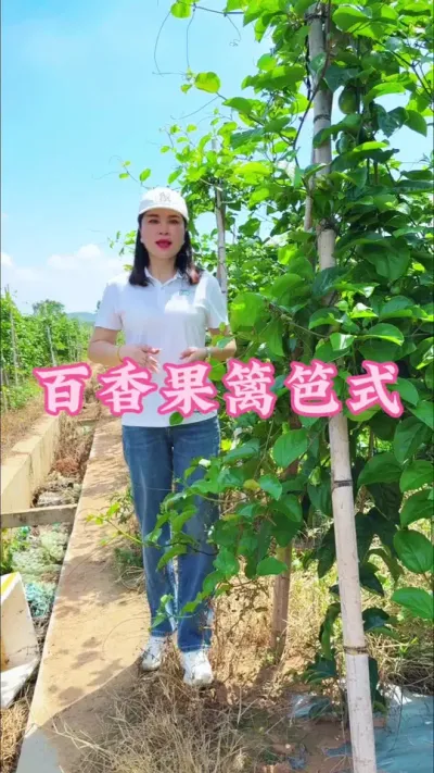 百香果的种植模式哪个比较好？#乡村守护人 #百香果#抖音助农 #我的乡村生活 #农业种植小知识