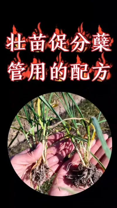 小麦早促分蘖成大穗产量高#农资肥料 #小麦 #三农种植 #小麦种植 #小麦管理