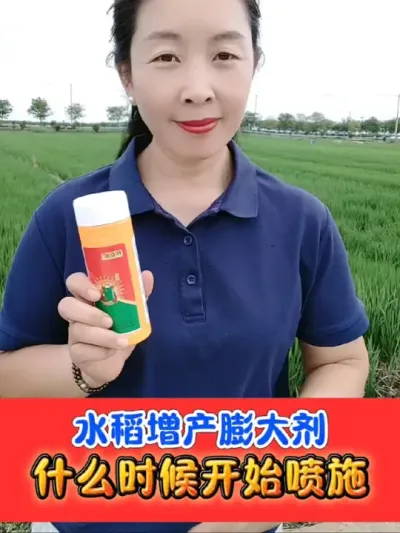 水稻膨大剂什么时候喷施增产 认准正品粮大侠膨大剂苄氨烷醇，买一赠一活动中，赶快抢回家#水稻种植 #水稻 #苄氨烷醇 #农资肥料 #农业种植