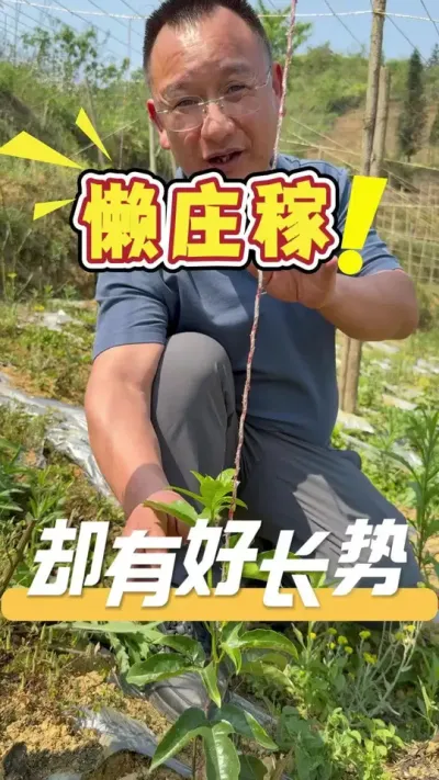 不除草，不翻地，只需紧跟我们的方案走，也能种出非常漂亮的百香果苗。想要了解详情，欢迎评论区留言交流#百香果#三农#农业技术推广#农业种植
