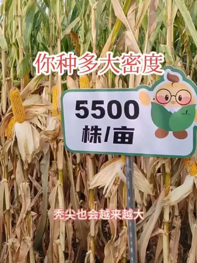 #抖音美好丰收节#种植密度 #合理密植 每个品种的密度在不同的地力，不同的管理方式，种植密度都应该有所差异。