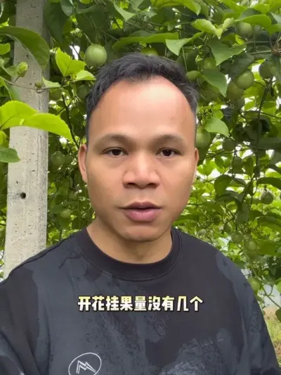 开花挂果量减少，要注意这个操作！#百香果种植 #黄金百香果种植技术 #三农种植