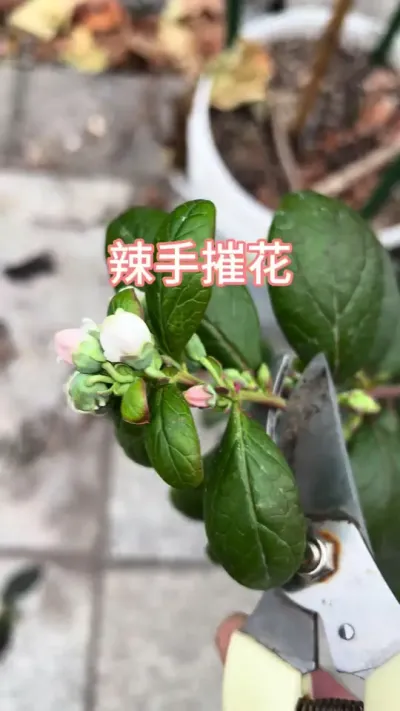 必须辣手摧花#楼顶果园 #盆栽果树 #小院时光