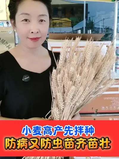 小麦预防枯白死穗就用一拌三防拌种剂 一套拌种50斤，加强版小麦拌种剂，防病防虫防枯白死穗#小麦拌种剂 #小麦种植 #拌种剂 #农资肥料 #吴平农资