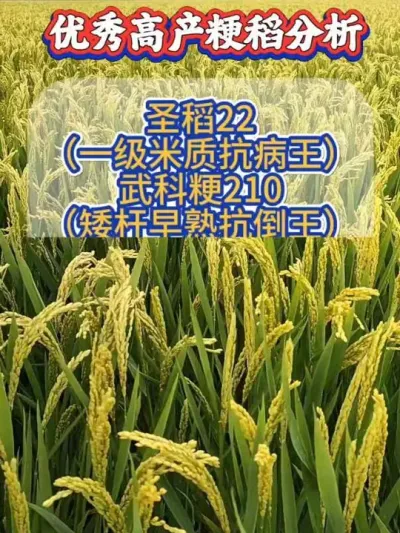 高产粳稻品种快来选 #水稻种植 #水稻 #水稻品种 #水稻种子 #农资肥料