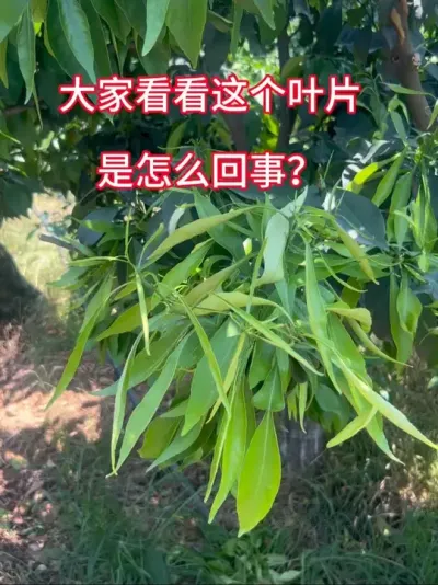 柑橘叶片成这样了？是什么原因导致的？欢迎评论区留言！#柑橘种植 #柑橘