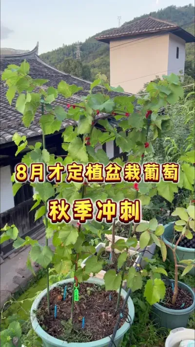8月11号定植的盆栽葡萄，明年能结果吗？前期铺垫的很好了，再冲刺一把#盆栽葡萄#葡萄 #家庭种植 #贝子的盆栽小果园 #内容启发搜索
