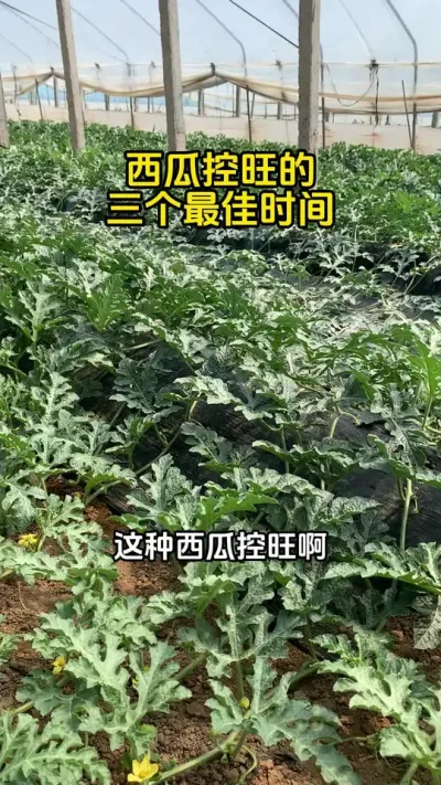 #西瓜种植#西瓜管理#西瓜高产#西瓜种植技术#西瓜控旺