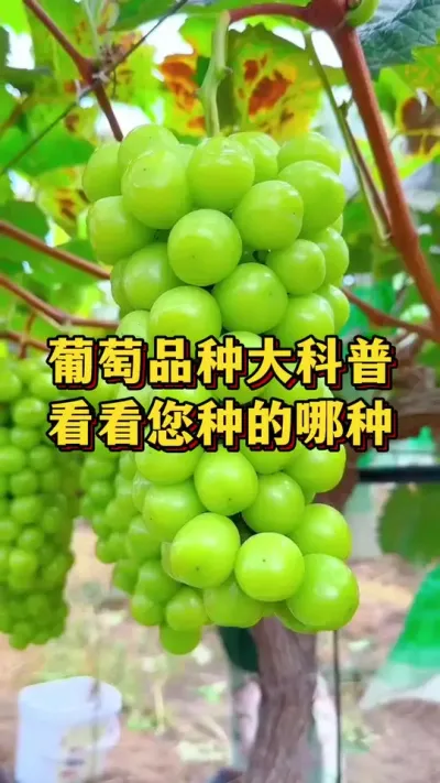 葡萄品种大科普，看看您种的哪种#优质农产品 #农业种植 #葡萄种植